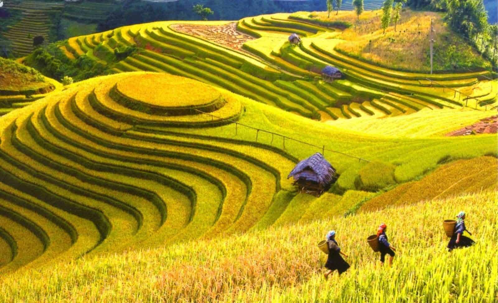 Bản Ý Linh Hồ