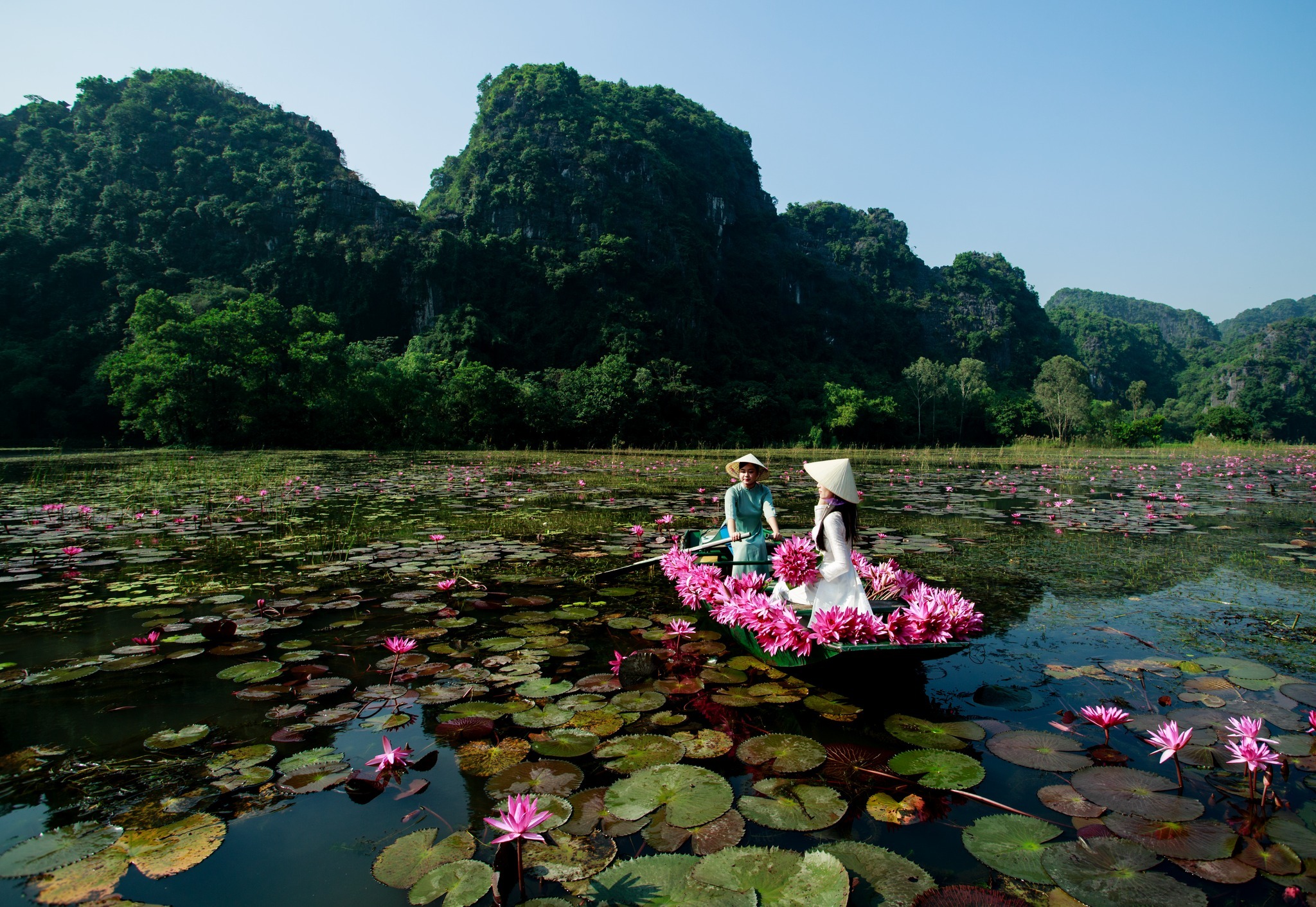 Hoa súng Ninh Bình
