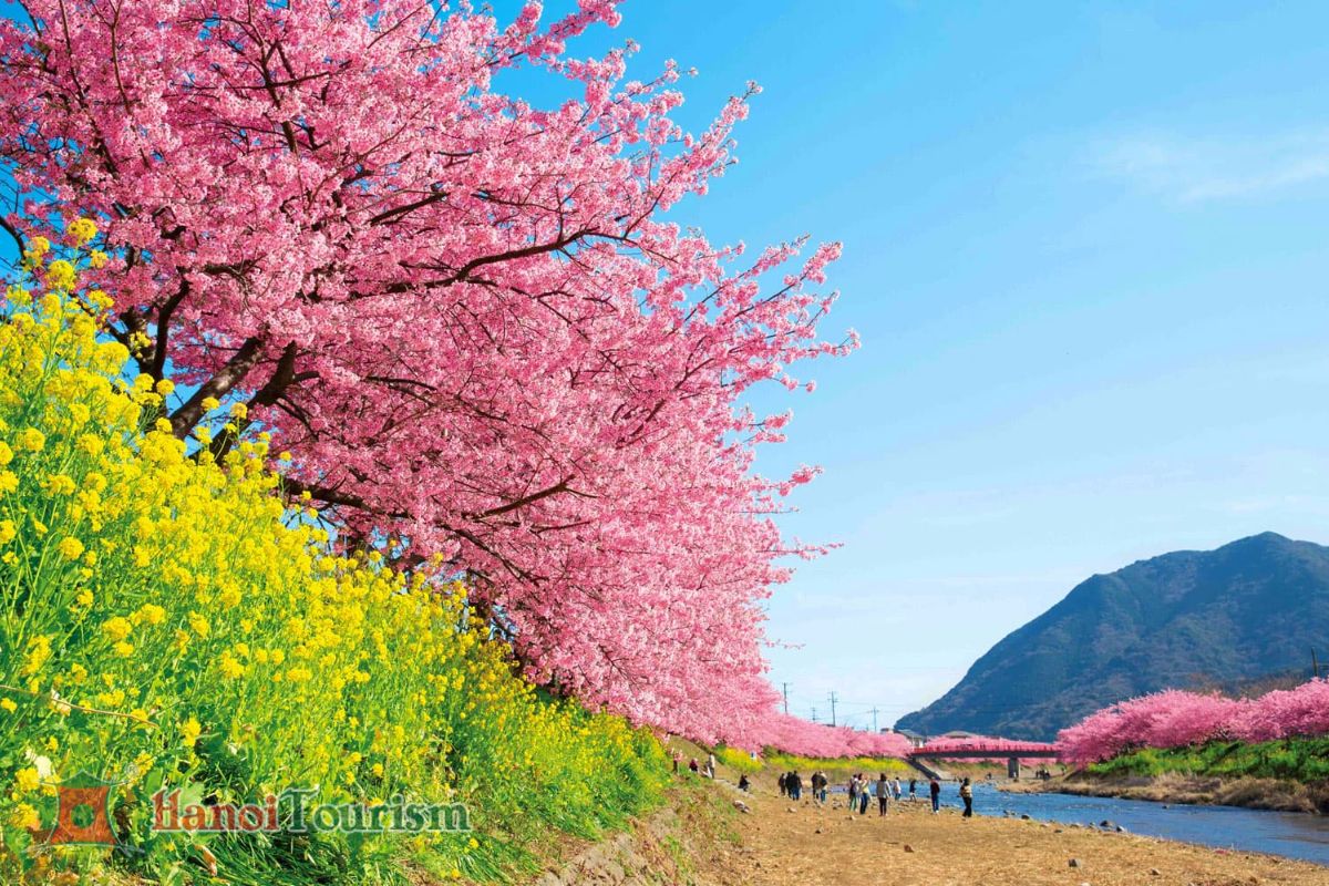 Kawazu Sakura - Kyoto - Nhật Bản