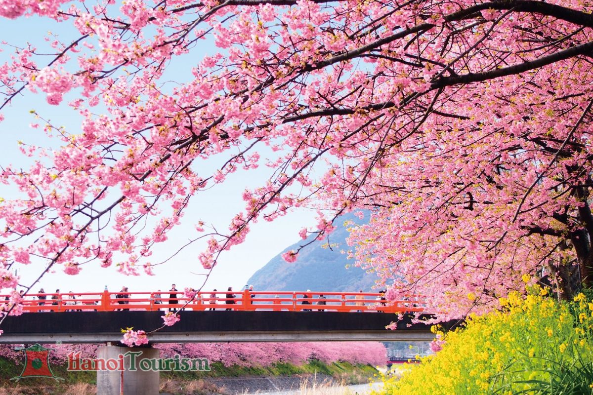 Lễ hội hoa anh đào Kawazu - Nhật Bản