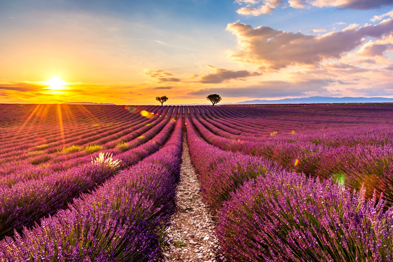 Mùa hoa Lavender - Pháp 1