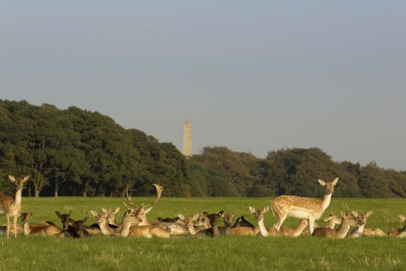Phoenix Park - Dublin - Ireland