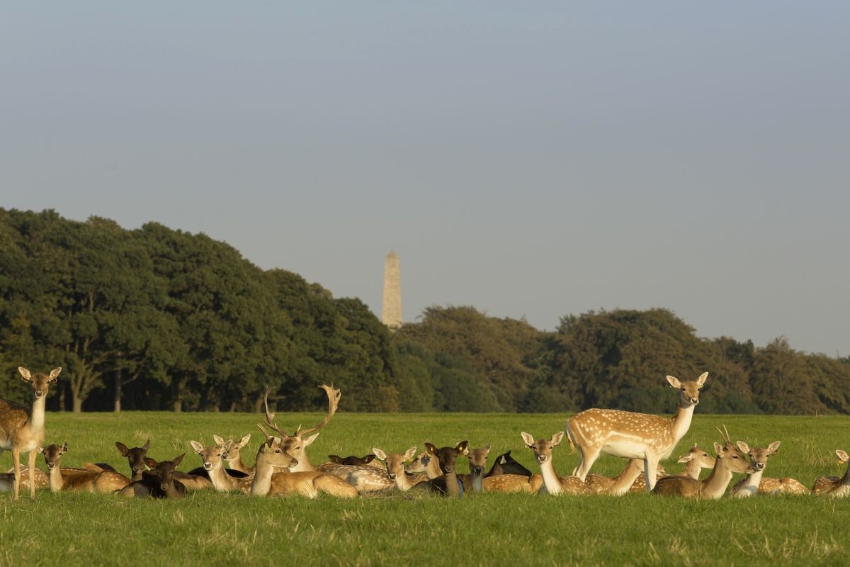 Phoenix Park - Dublin - Ireland
