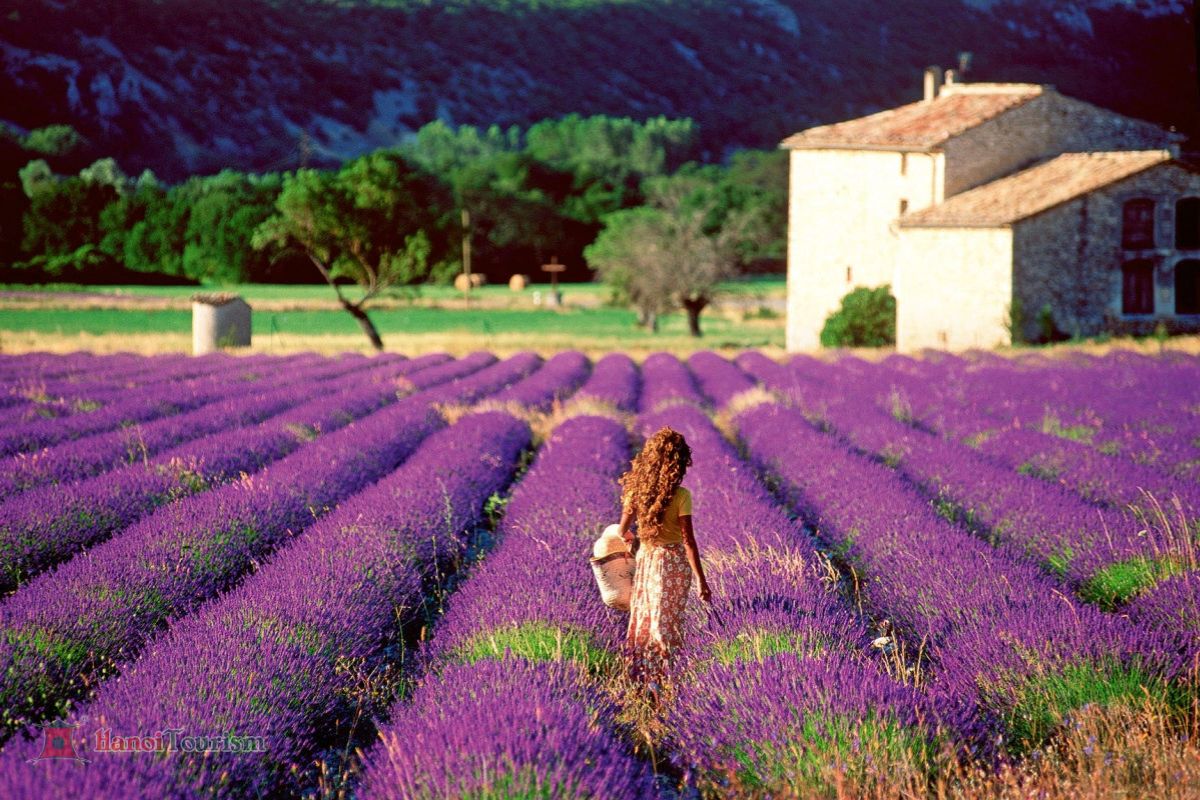 Vườn hoa oải hương Mayfield (Mayfield Lavender Farm)