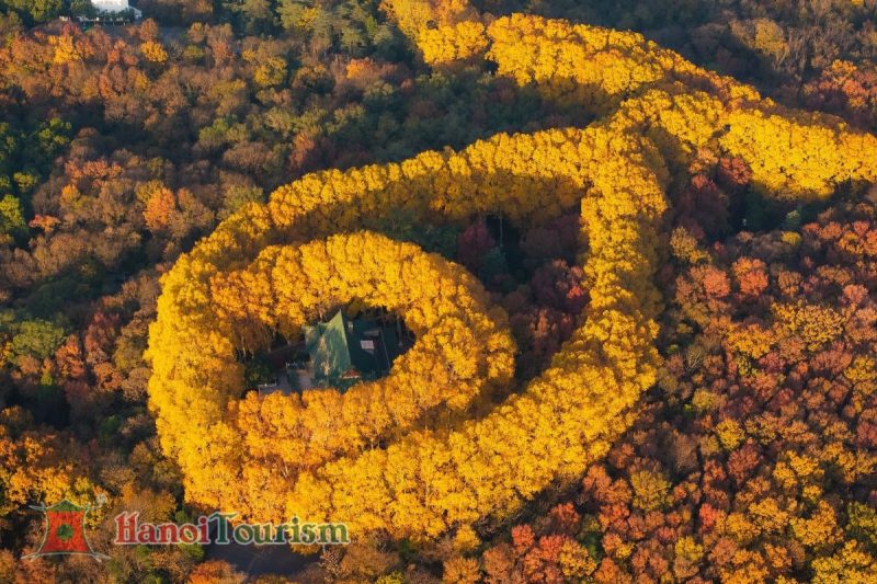 Đại lộ ngô đồng - Nam Kinh - Trung Quốc